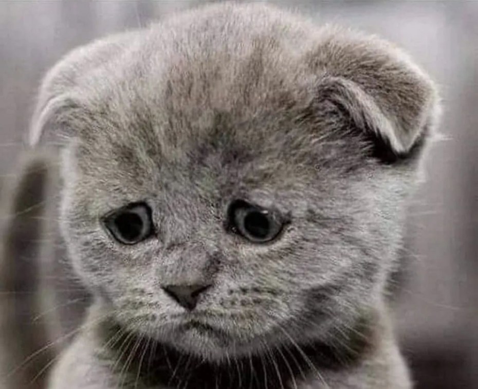 Печальный котенок