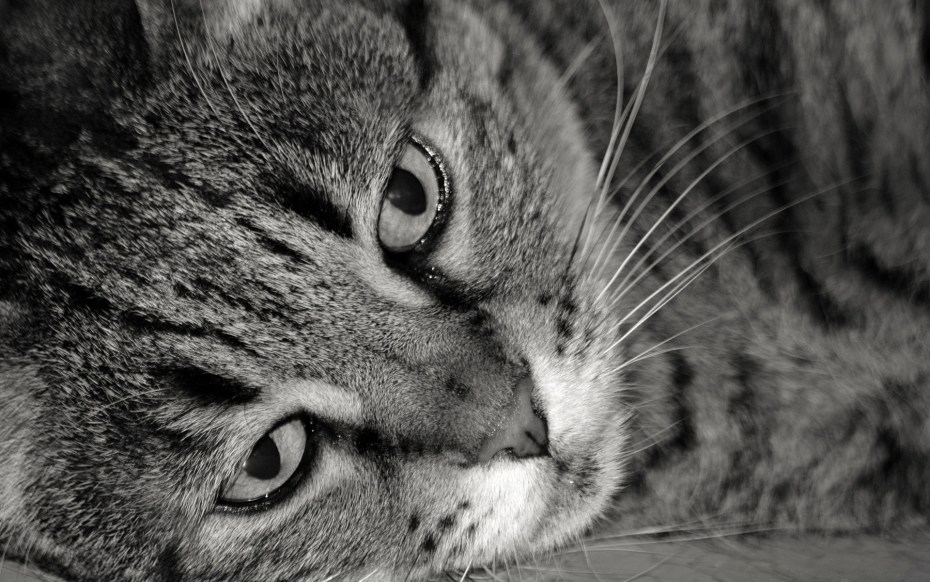 Кот на улице