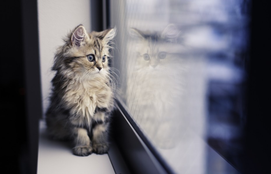 Котик на подоконнике