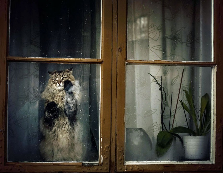 Кот за окном