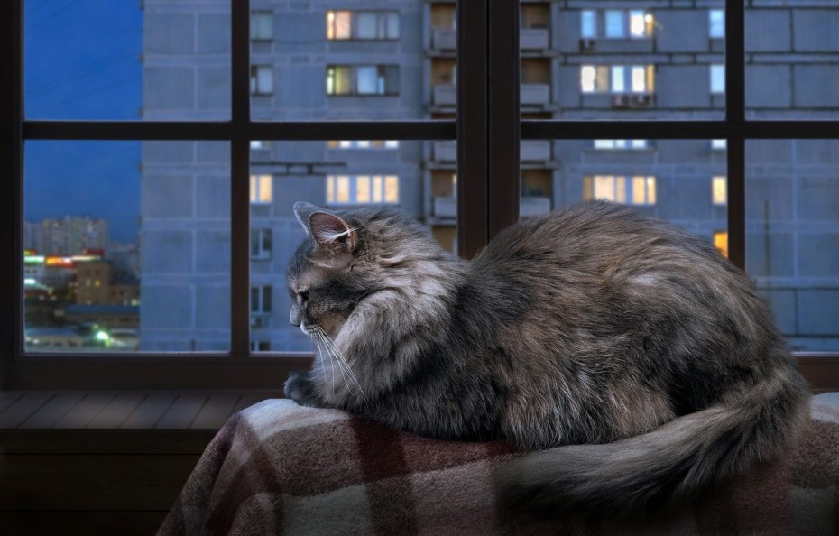 Кот на окне