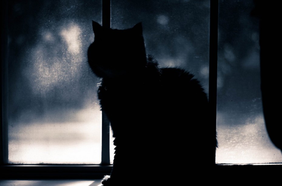 Одинокий кот