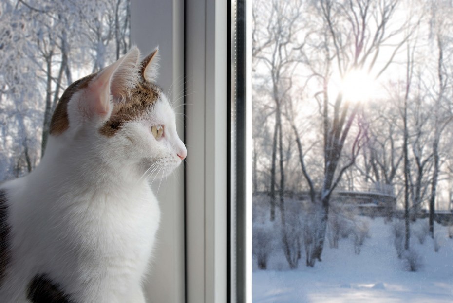 Кот выглядывает из окна