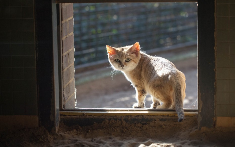 Кошка на окне