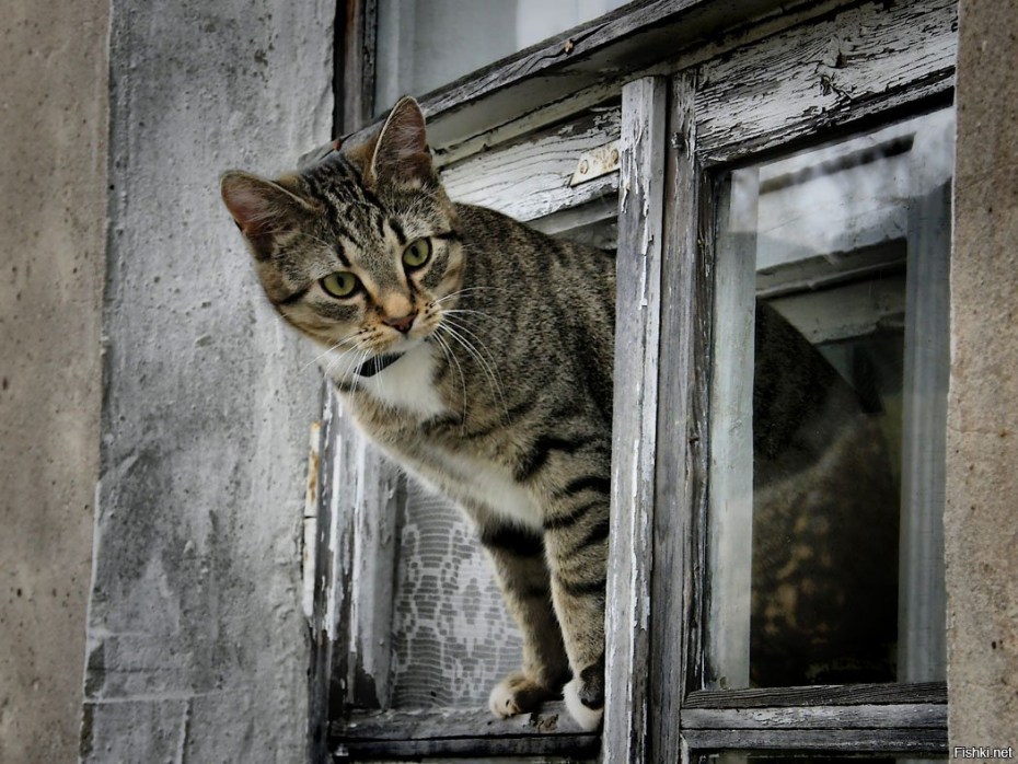 Кот заглядывает в окно