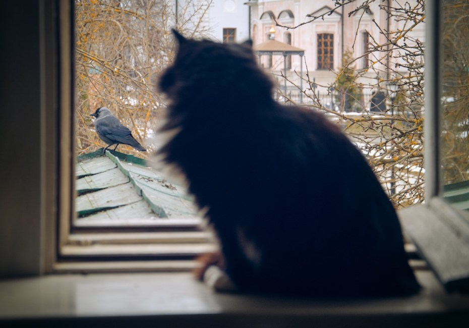 Кошки на окошке