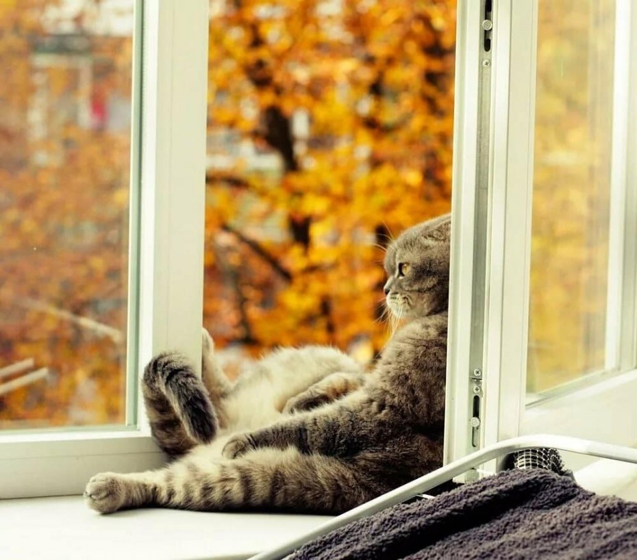 Кот на окне