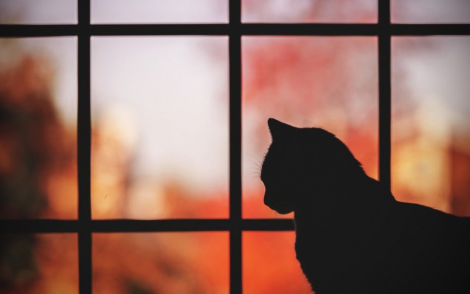 Силуэт кота на окне