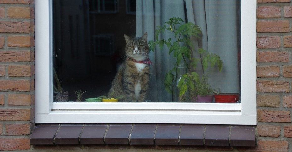 Кот окно дождь