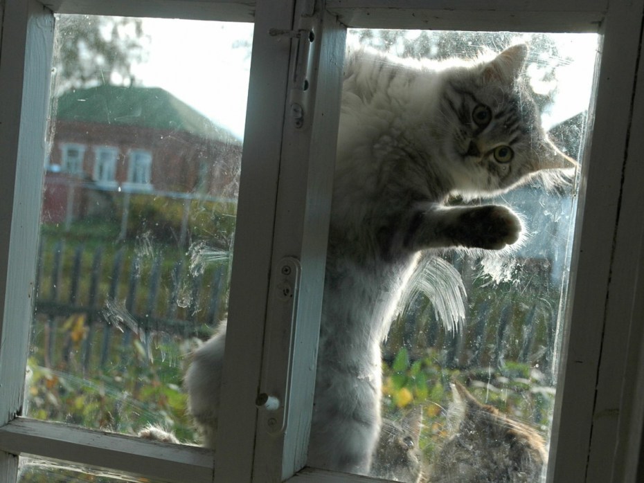 Котик из окна