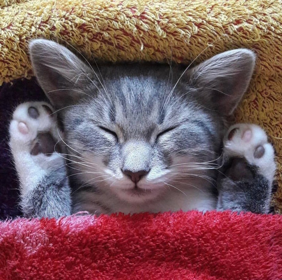 Котятки милота