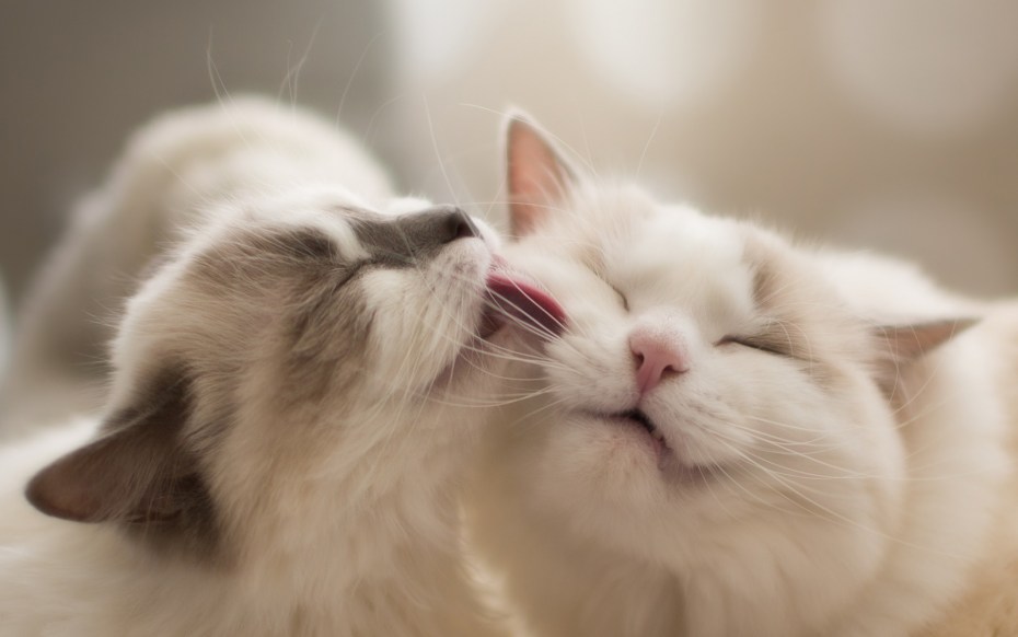 Котики любовь