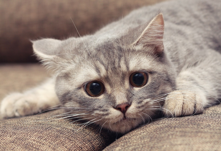 Кошки милота
