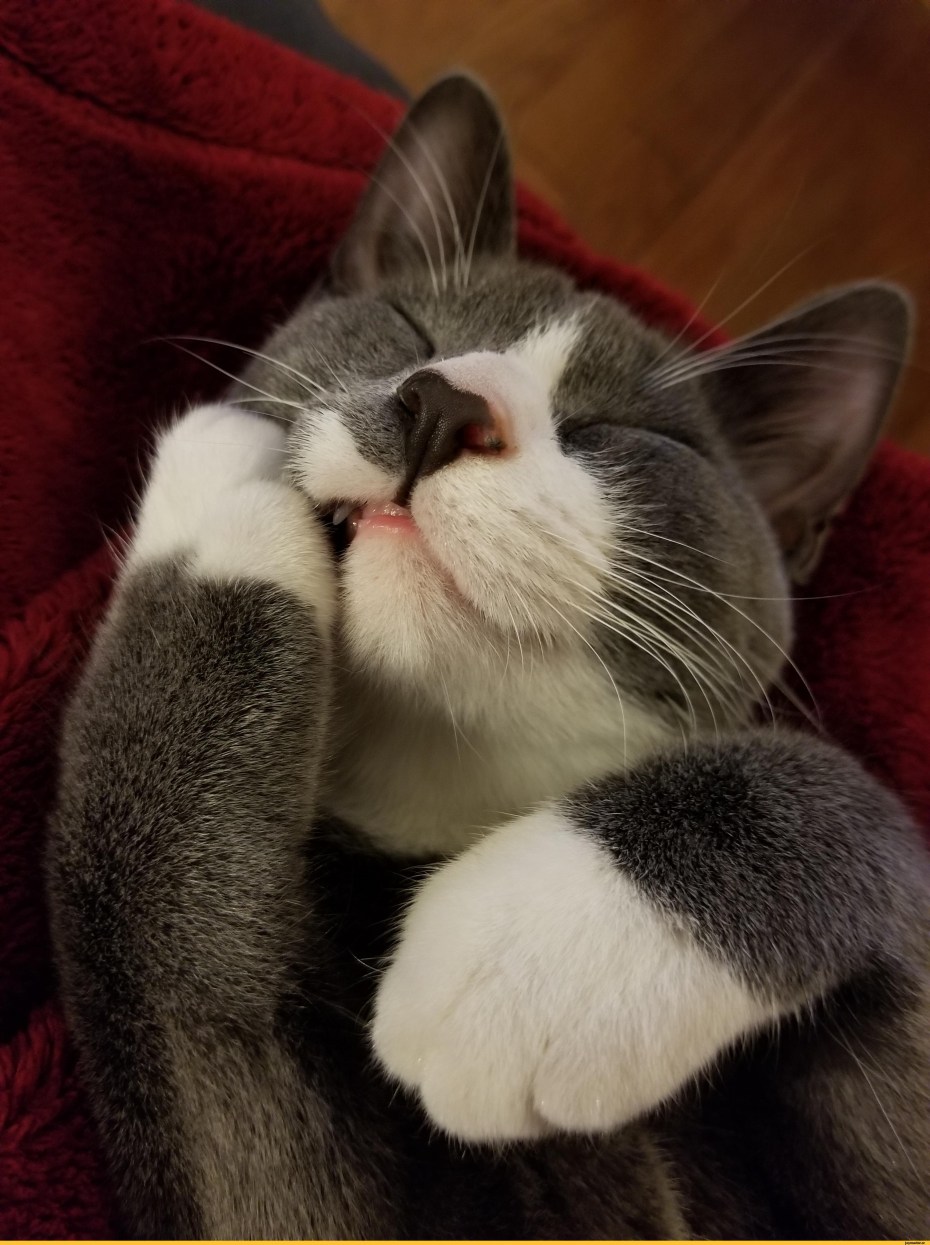 Кошки милота