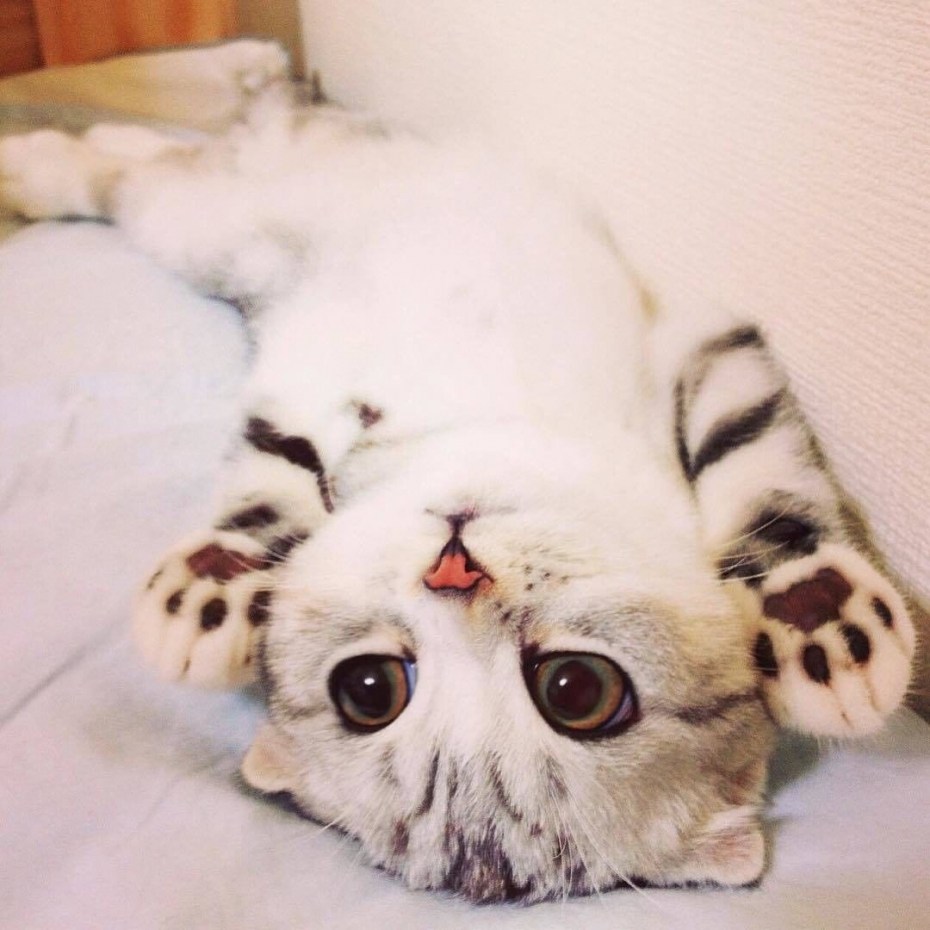 Мимимишные котики