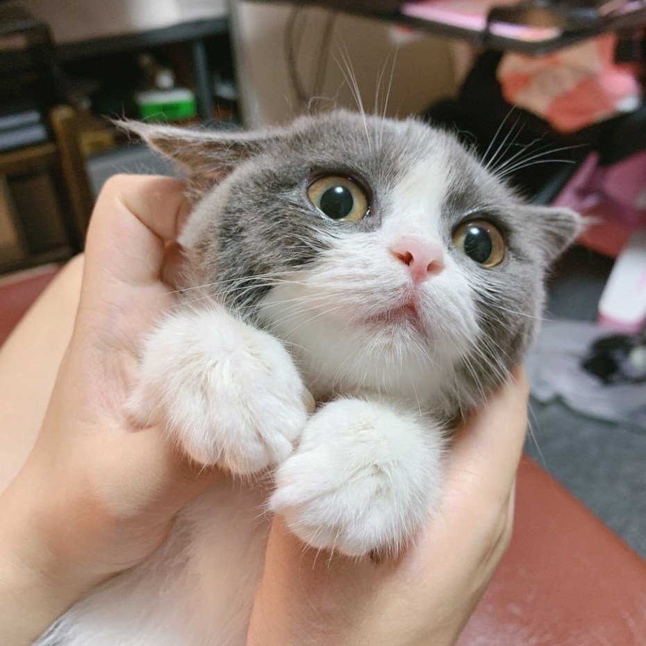 Кошки милота