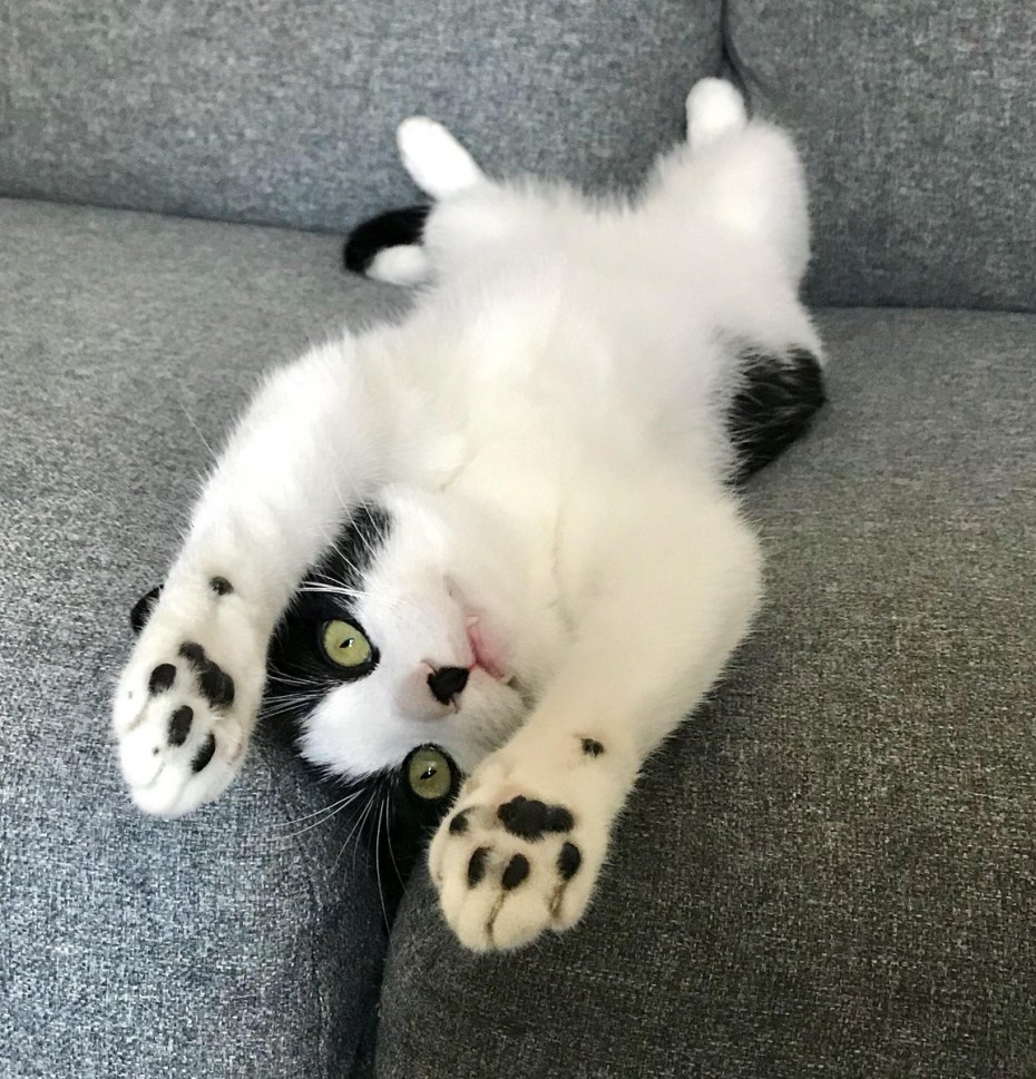 Котики милота гений