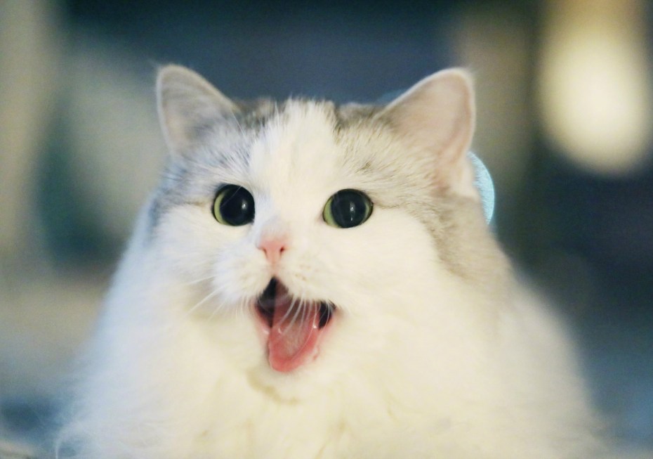 Котик мяу