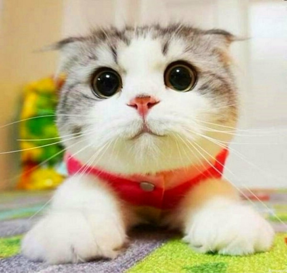 Милый котик