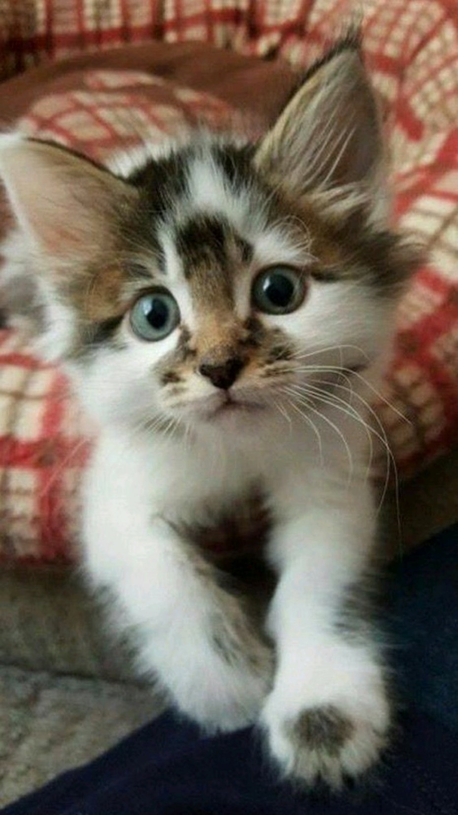 Котята милота