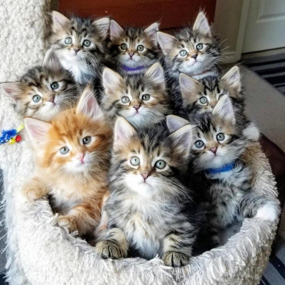 Кот дурачится