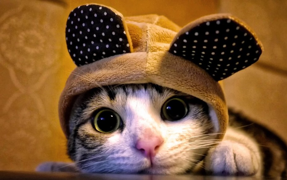 Коты плюшки