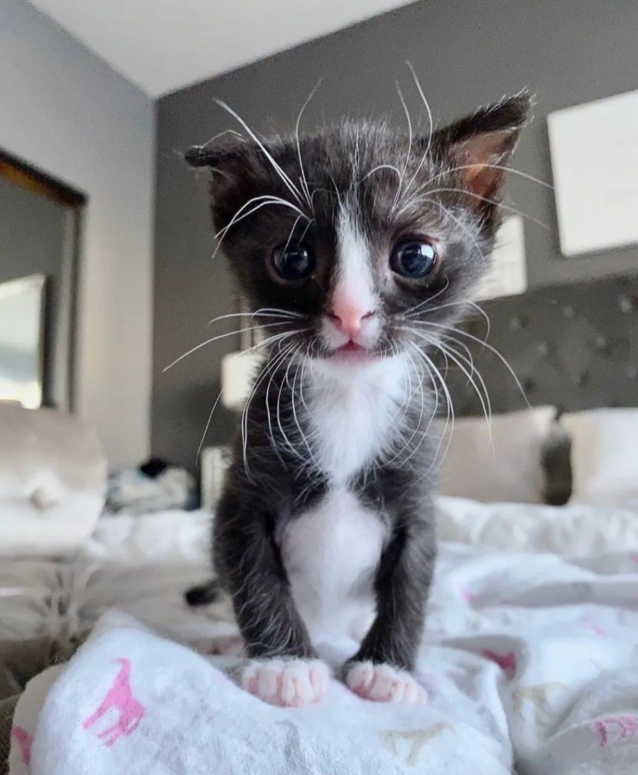 Котики милота