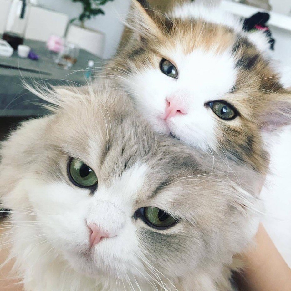 Кошка мимими
