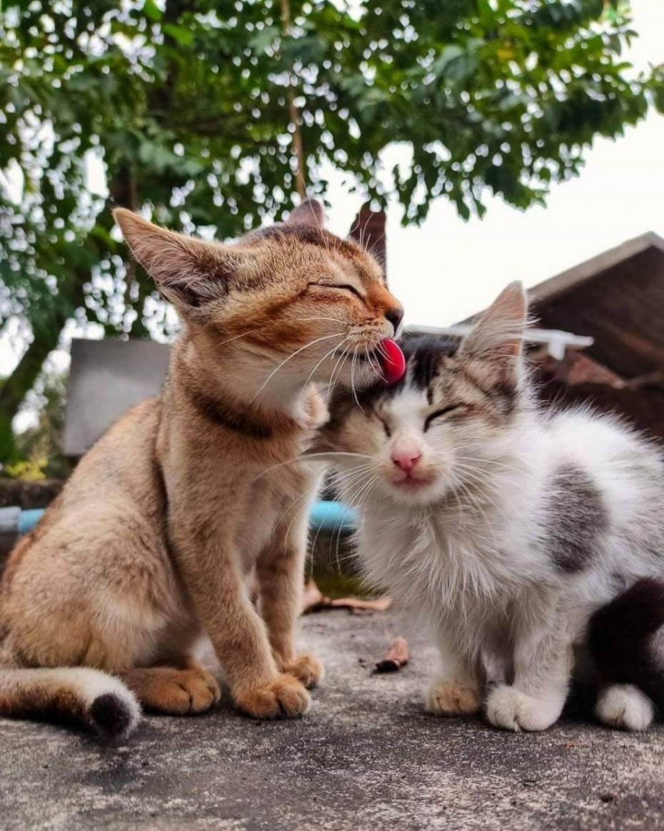 Котятки милота