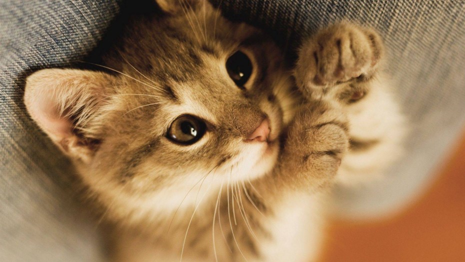 Красивые милые котики