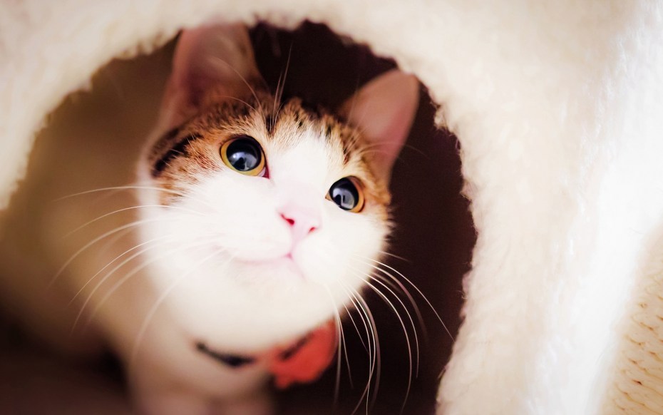 Милая кошка