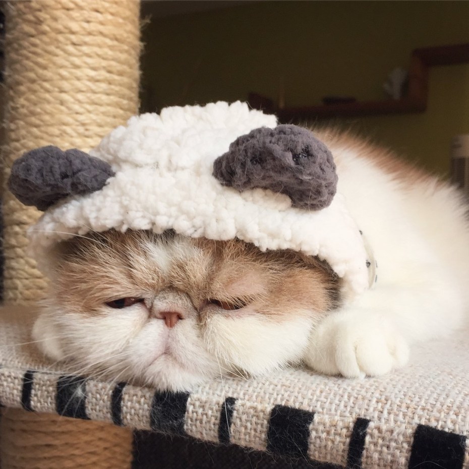 Милые японские котики