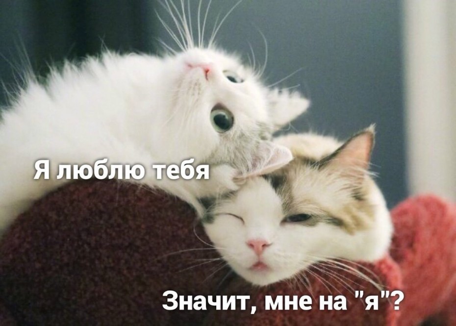 Милые котики милота