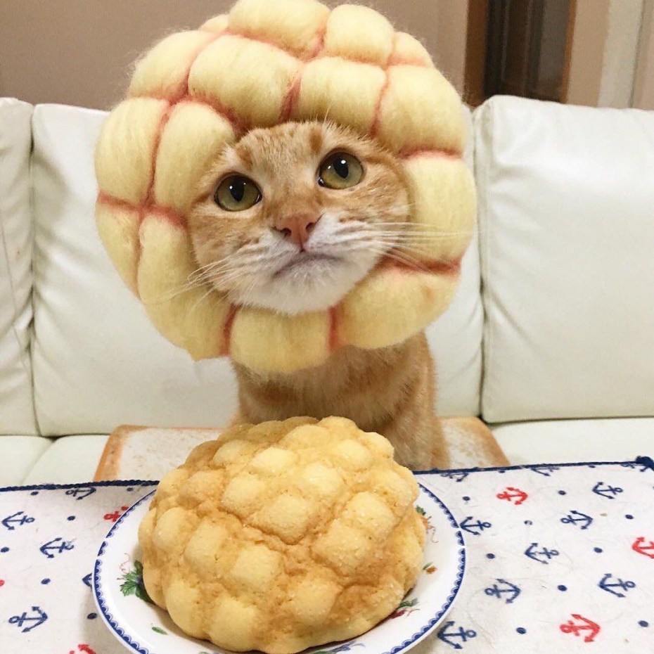 Мимишные котята