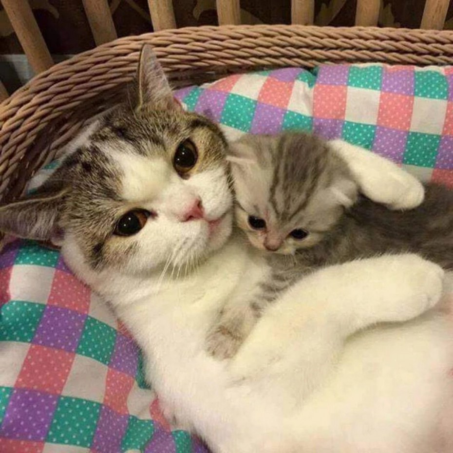 Кошечки мимими
