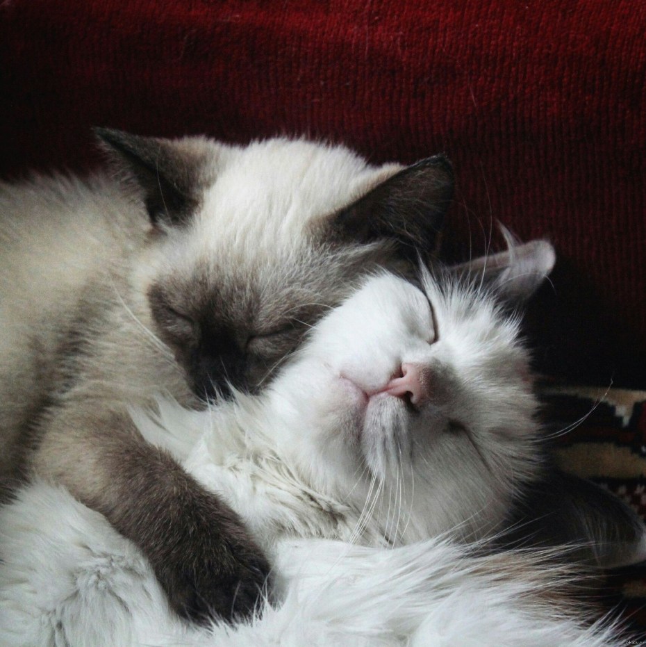 Котейка милота