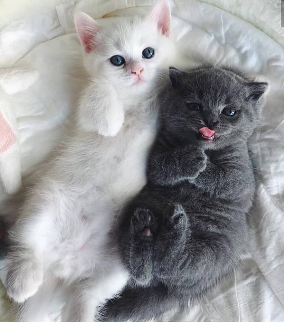 Очаровательные котята