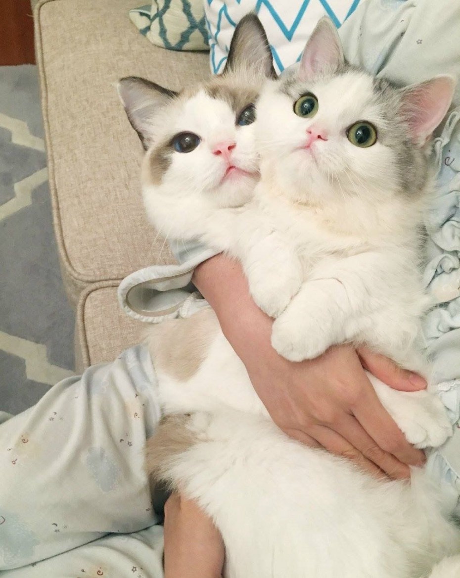 Кот милота