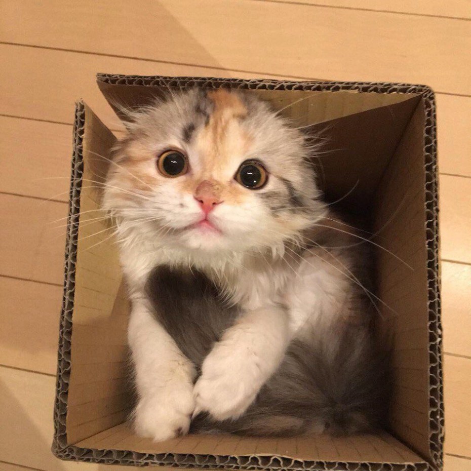 Котята в коробке