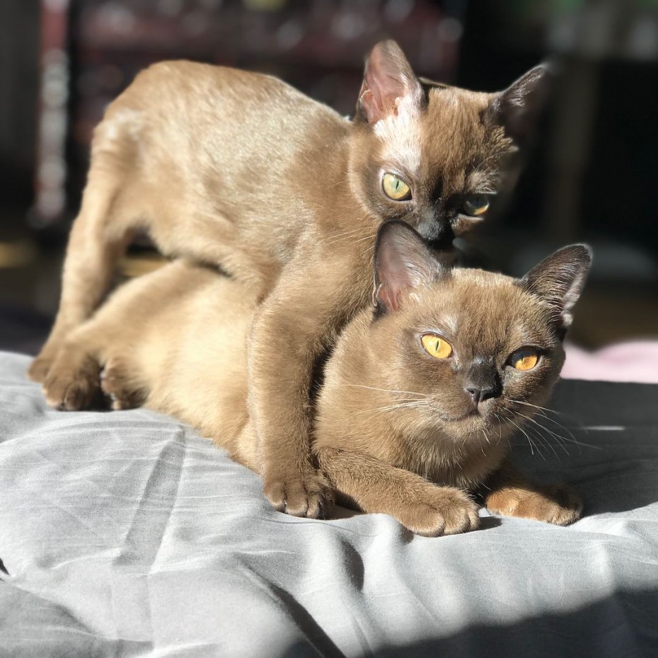 Бурманский котик в четыре месяца