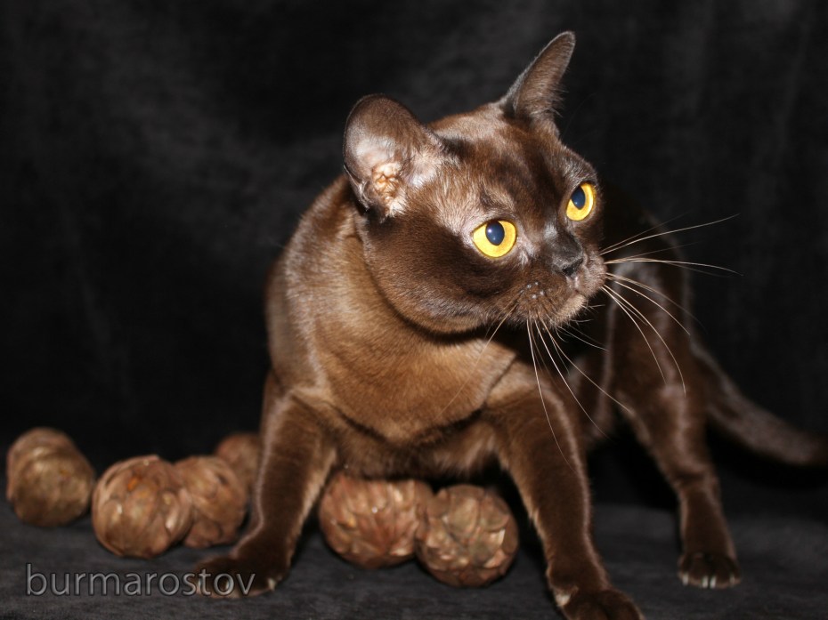 Европейская Бурманская кошка