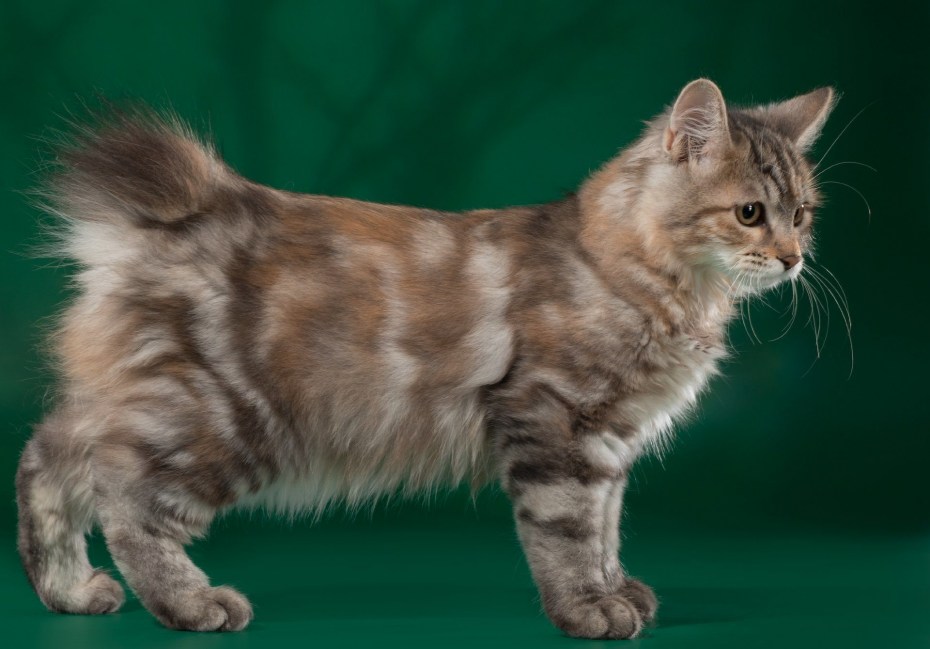 Кошка Курильский бобтейл гладкошерстный