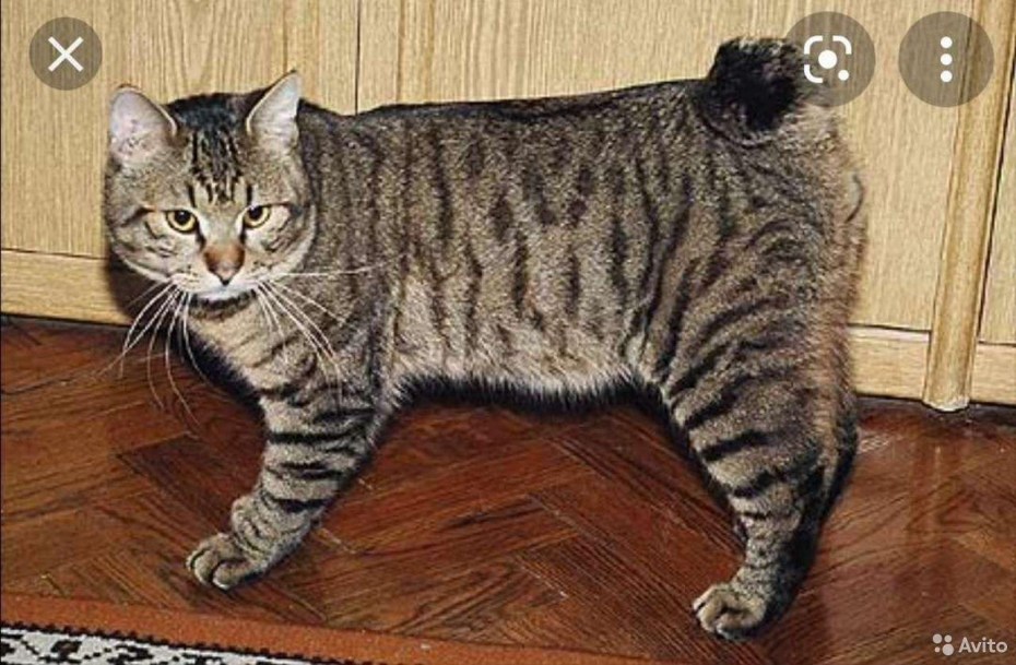 Американский бобтейл длинношёрстный