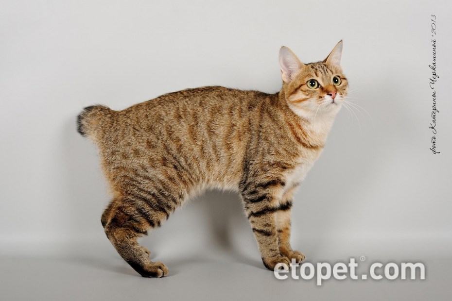 Кот Курильский бобтейл