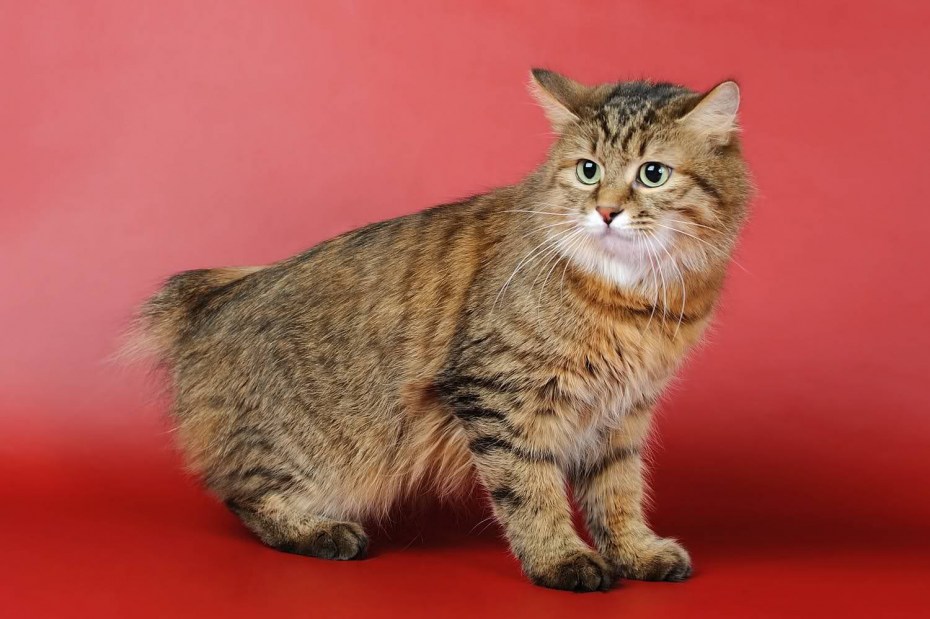 Кот Курильский бобтейл