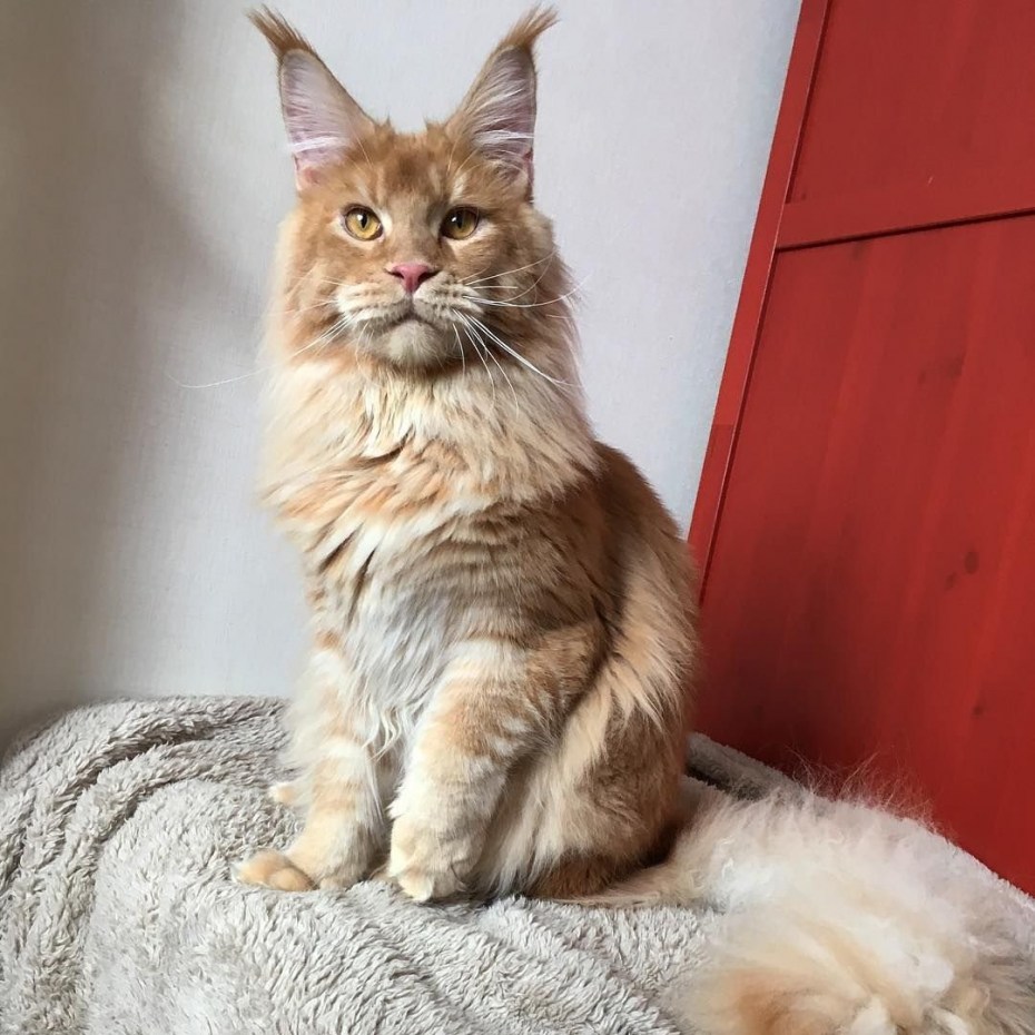 Мейнкун кот