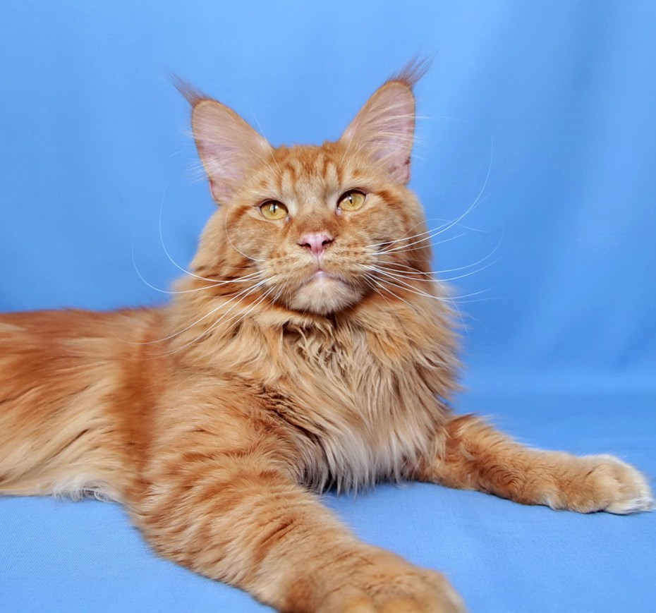 Американский Мейн кун котенок