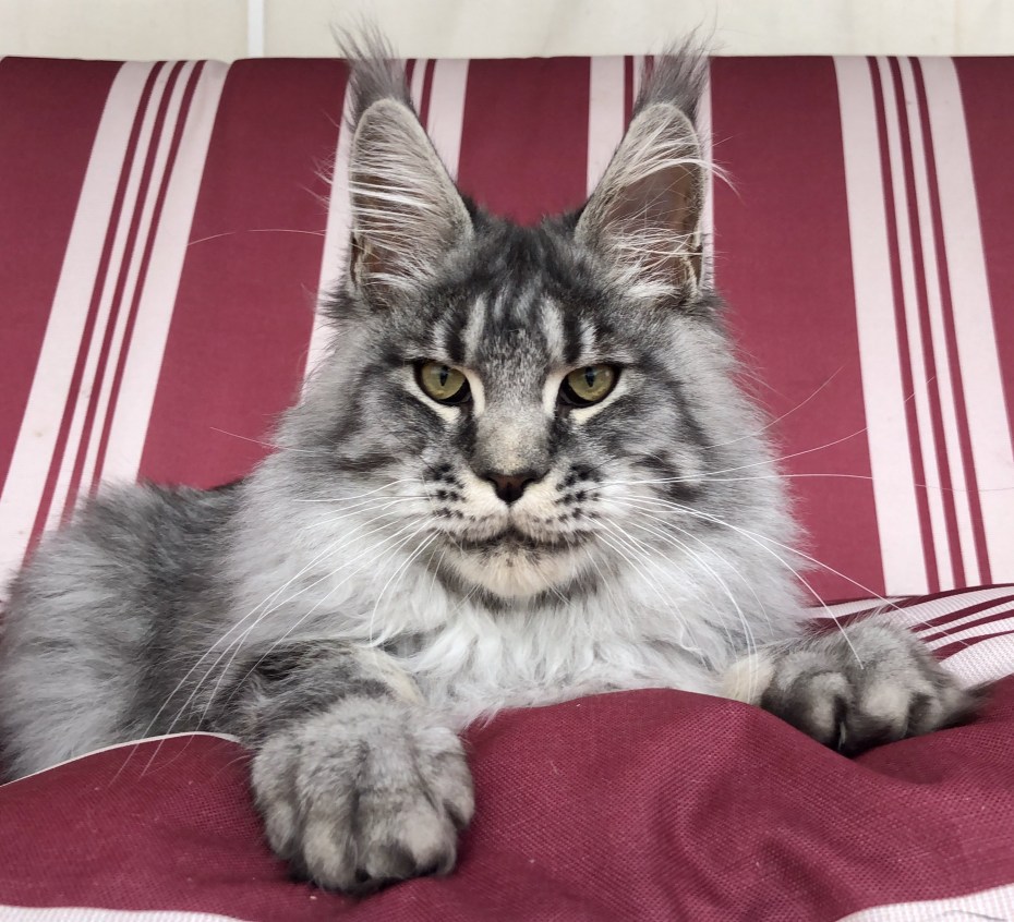 Вес кота Мейн куна