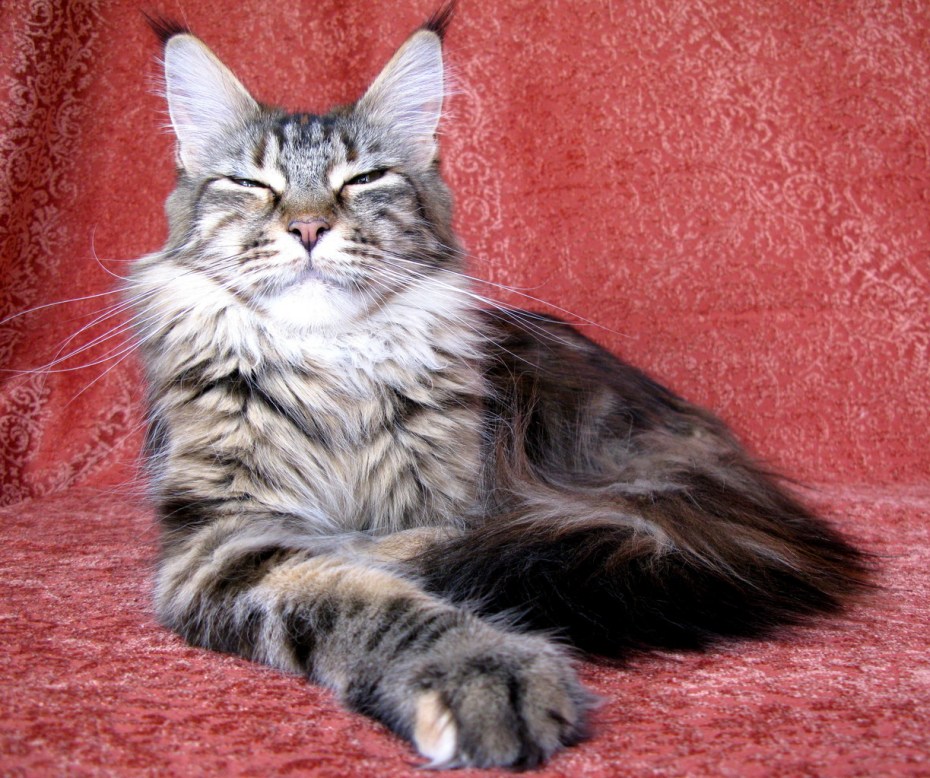 Котята породы Мейн кун