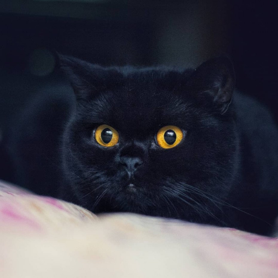 Британский прямоухий черный кот